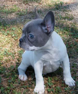 faux frenchie puppies for sale near me