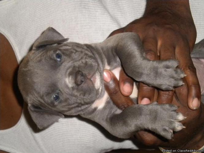 Blue Pit Puppys - Price: 350.00
