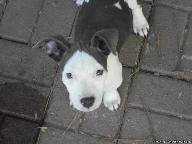 Blue Pitbull Puppies - Price: 300