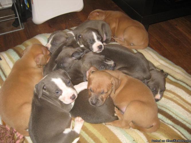 Blue pitbull puppies - Price: 500.00