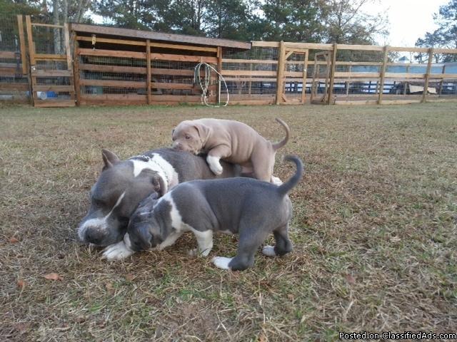Blue Pitbull Puppies - Price: call for price
