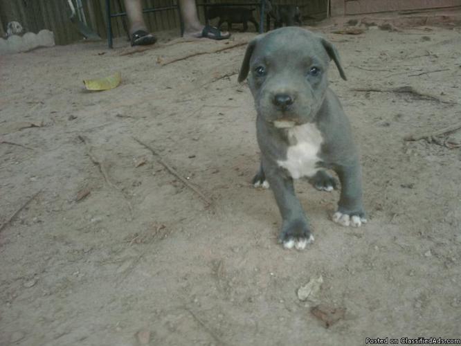 Blue Pits Puppies forsale - Price: $250.00