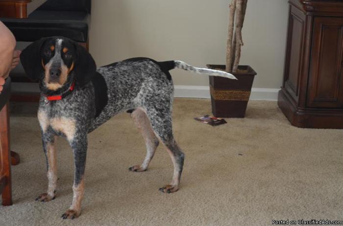 Blue tick hound dog 7 months old Price 200 obo for sale