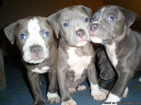 Blue UKC Registered Pit bull puppies - Price: 500.00