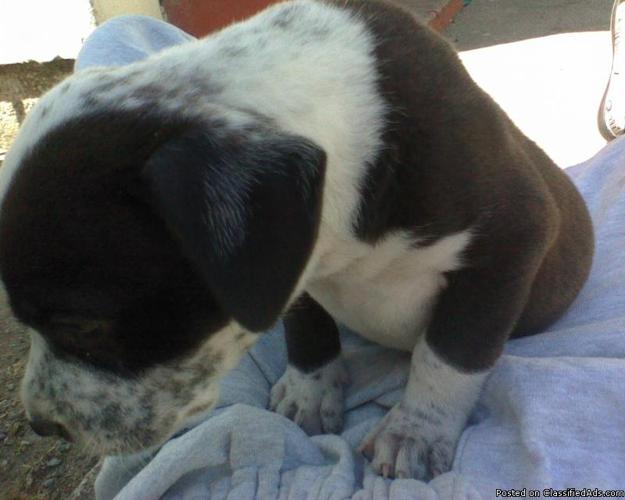 Bluenose pitbull puppy - Price: $200.00