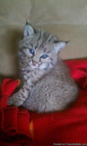 Bobcat kitten - Price: 1,900