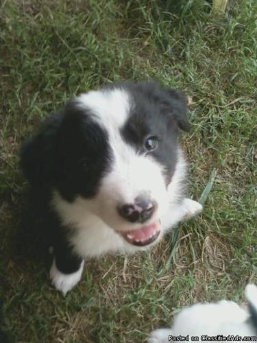 Border Collie Pups, 8 weeks old, pure-bred - Price: 250