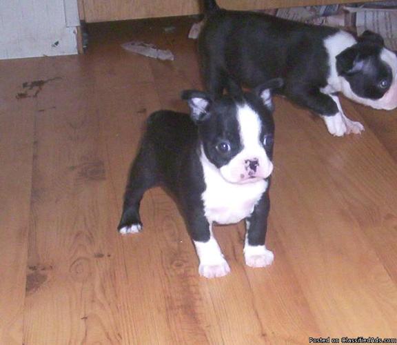 BOSTON TERRIER PUPPIES Price 150.00 for sale in Eureka