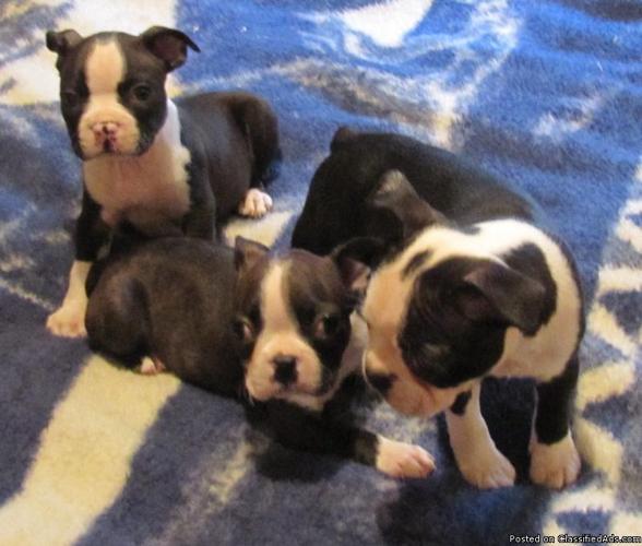 Boston Terriers Ready for a New Home - Price: $300.00
