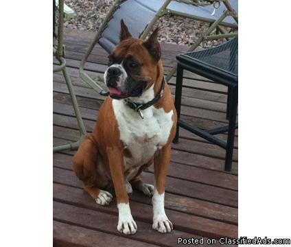 BOXER AKC STUD (Stud Fee Pick of litter) will only breed with AKC - Price: pick of litter