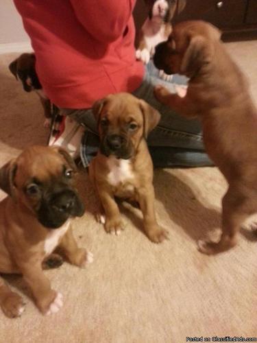 Boxer puppies for Christmas - Price: $300.00