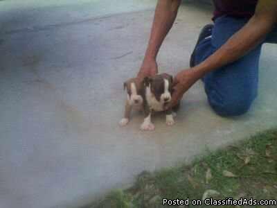BOXER PUPPIES FOR SALE - Price: 280.00 OBO