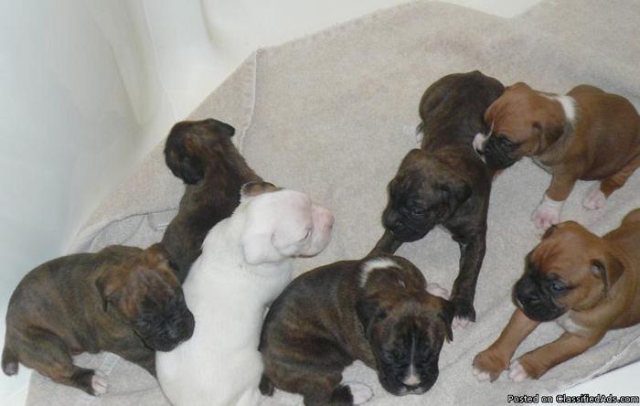 boxer puppies for sale price 42500 19279549