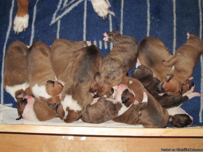 Boxer Puppies For Sale In East Texas