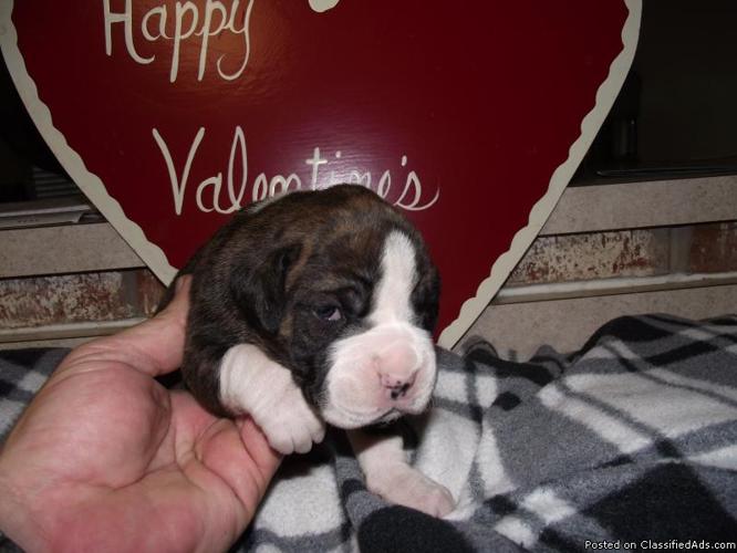 Boxer Puppies For Valentine's Day - Price: $400.00