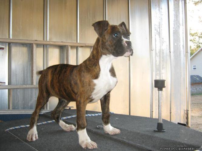 Boxer puppies - Price: 200.00