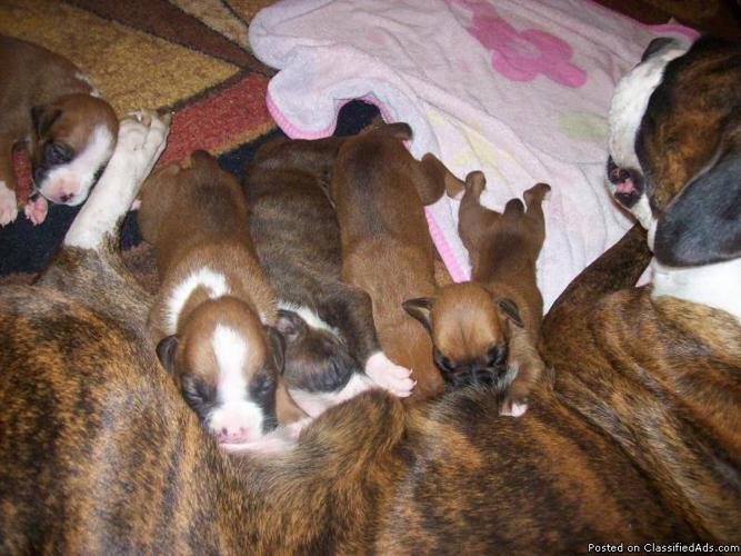 Boxer Puppies! Price 250 for sale in Killeen, Texas
