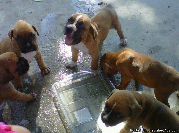 boxer puppies price 30000 20583934