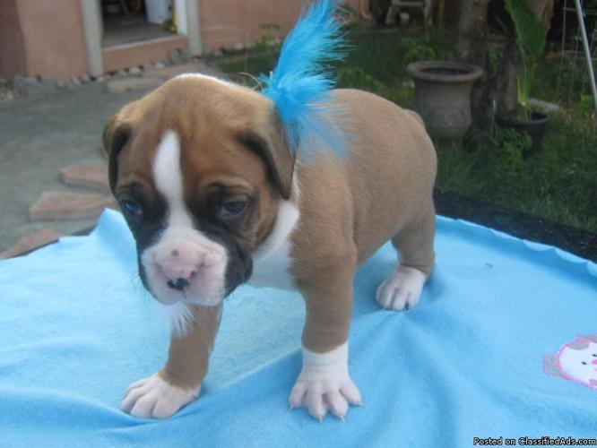 Boxer Puppies Price 550 For Sale In San Jose California Best Pets Online