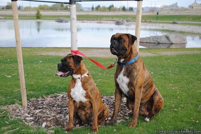 Boxer Puppies (Purebred) Price 300/350 for sale in