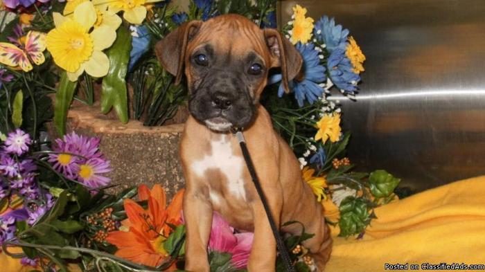 Boxer Puppies Registered Purebreds - Price: 650.00