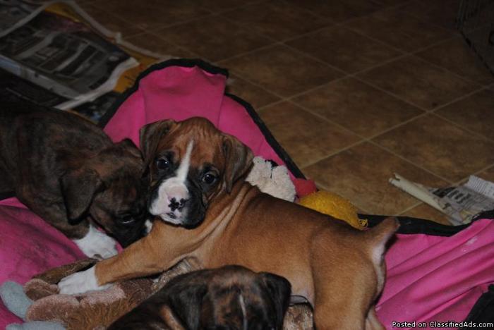 boxer puppies for sale in south east