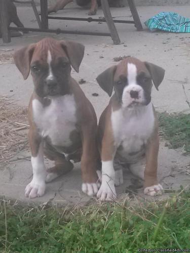 Boxer Pups and Mom - Price: $250-$350