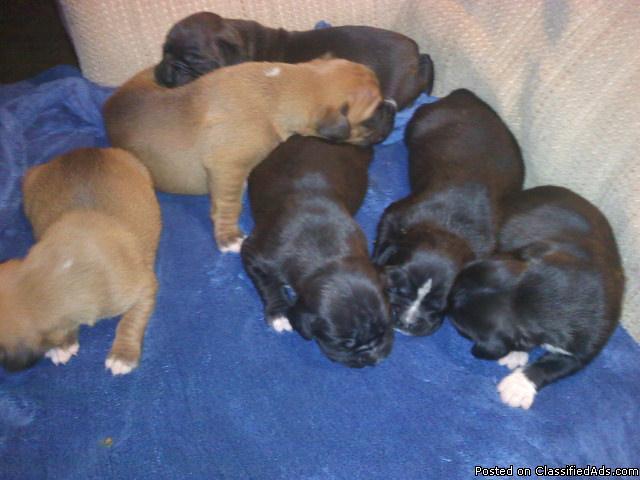 Boxer pups rare blcks and also fawns - Price: 500