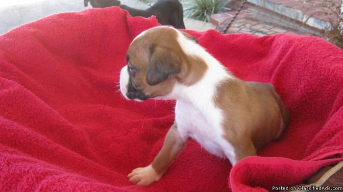Boxers AKC registered - Price: 600.00