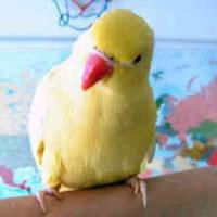Bright Yellow Indian Ringneck Parrot Price 250 For Sale In Mankato Kansas Best Pets Online,Drink Recipes Kid Friendly