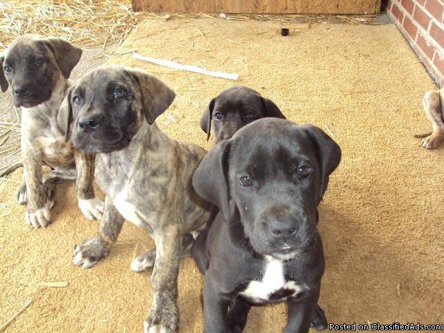 Brindle Great Dane Puppies Price 500 00 For Sale In Roanoke Alabama Best Pets Online