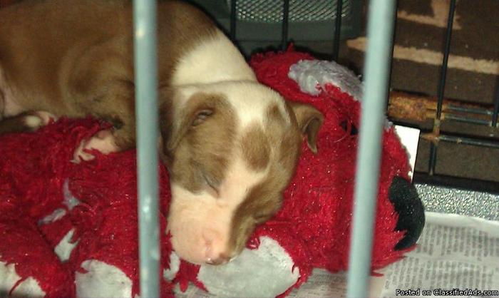 Brown with white markings pitbull pup for sale - Price: $125 ckc reg.