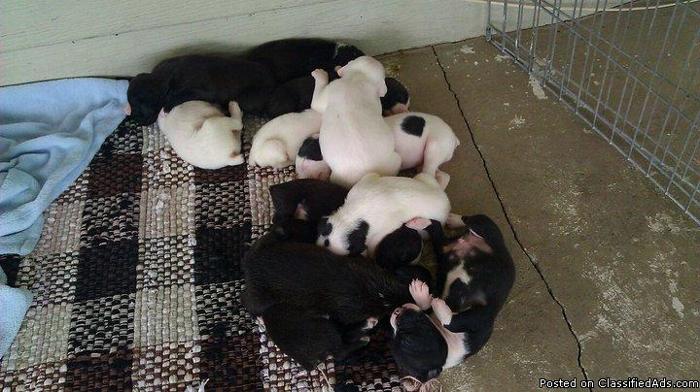 Bull Boxer Puppies----Rednose Pitbull (mother) / Boxer AKC (father) - Price: 150.00