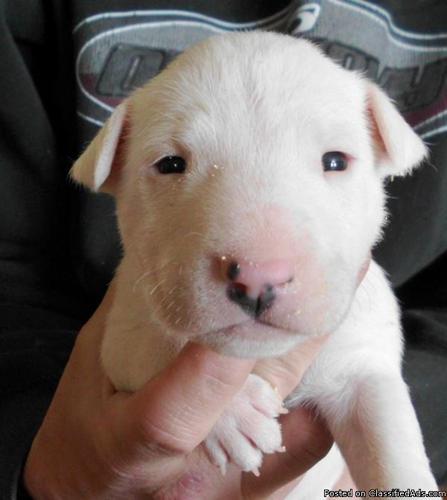 Bull Terrier Puppies - Price: 1500