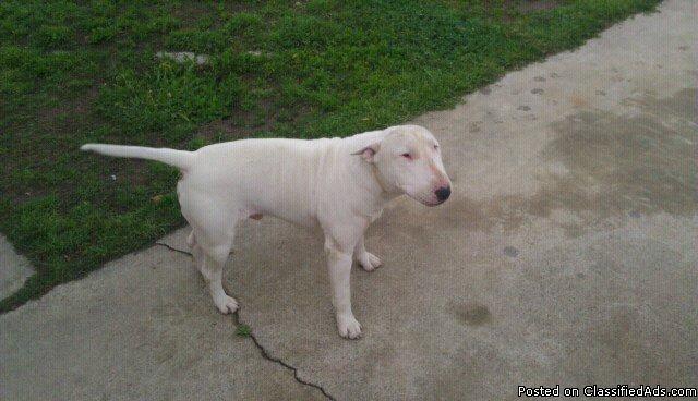 bull terriers - Price: 600 for both