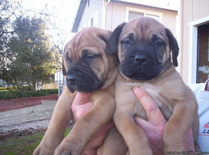 bullmastiff puppies forsale - Price: $1000