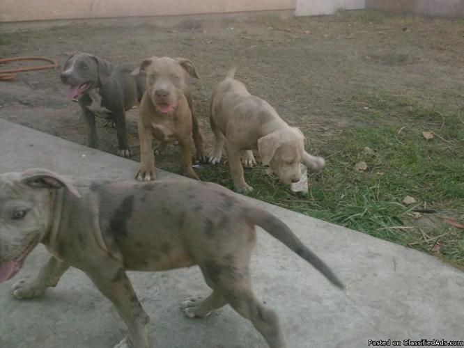 bully pups for sale - Price: $500