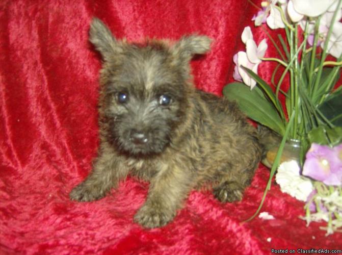 cairn terrier puppies - Price: 200.00