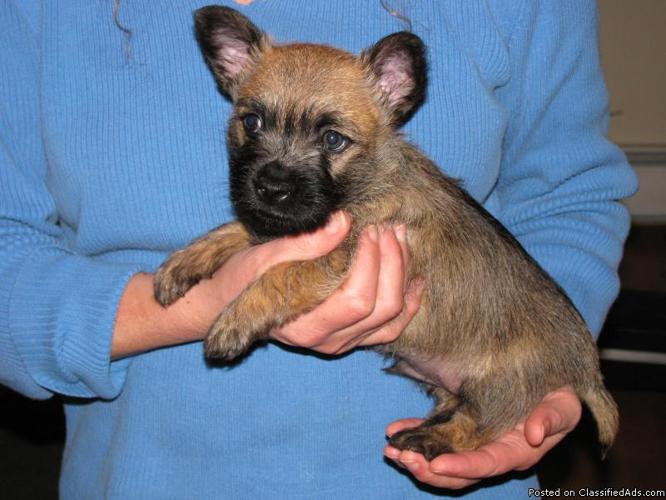 Cairn Terrier Pups! - Price: $600.