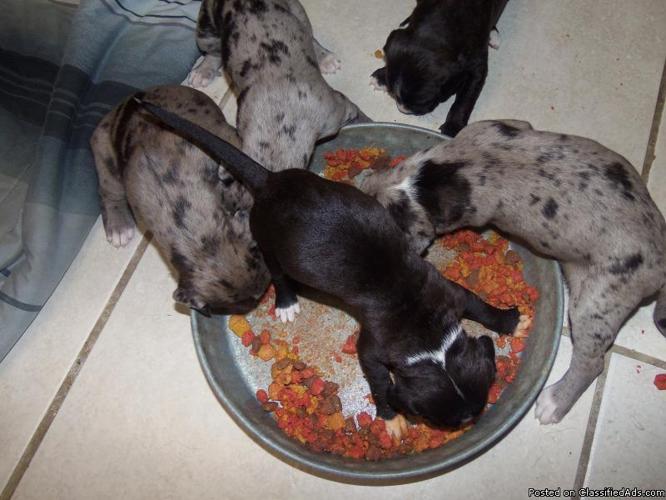 Catahoula & Red Nose Pits Bull Puppies - Price: 100.00