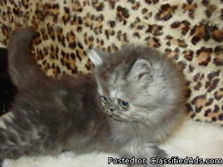 CFA - Persian Kitten- $250.00 - Price: $250.00