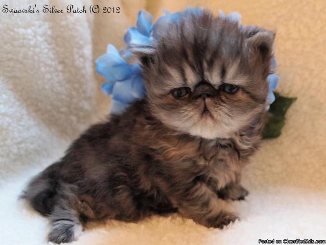 CFA Registered Female Silver Patched Tabby Persian Kitten Available - Price: 1500