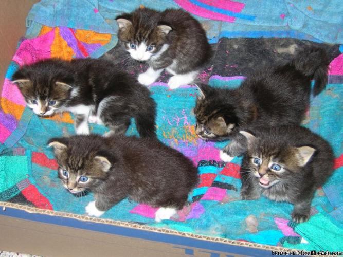 CFA registered Maine Coon Kittens - Price: 250 +