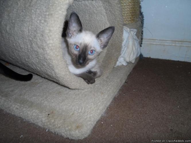 CFA Registered Siamese Kittens -Ready NOW! - Price: 599.00
