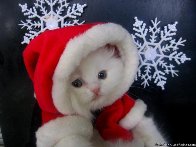 CFA White Persian Kitten Available - Price: 400