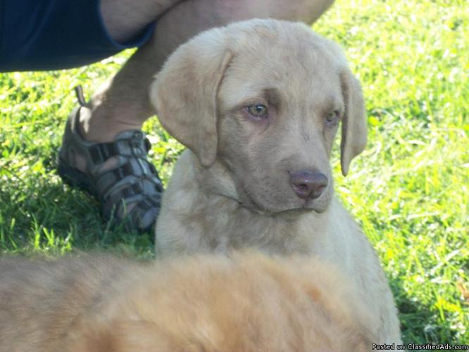 34 Top Pictures Chesapeake Bay Retriever Puppies For Sale : 301 Moved Permanently