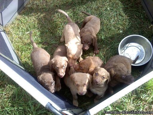 Chesapeake Bay Retriever pups - Price: $300-350