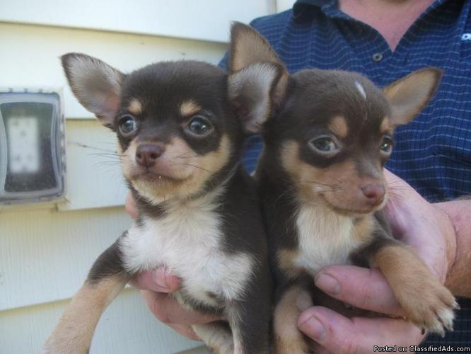 Chihuahua, 1 MALE LEFT - Price: 350.00