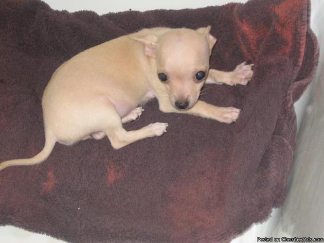 Chihuahua Cute tiny Female - Price: 450.00