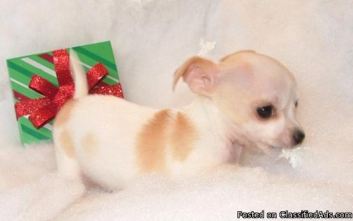 Chihuahua female puppy -- Peaches - Price: 895.00